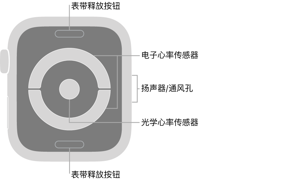 Apple Watch Series 4 和 Apple Watch Series 5 的背面,顶部和底部是表带释放按钮,中间是电子心率传感器和光学心率传感器,手表侧边是扬声器/通风孔。