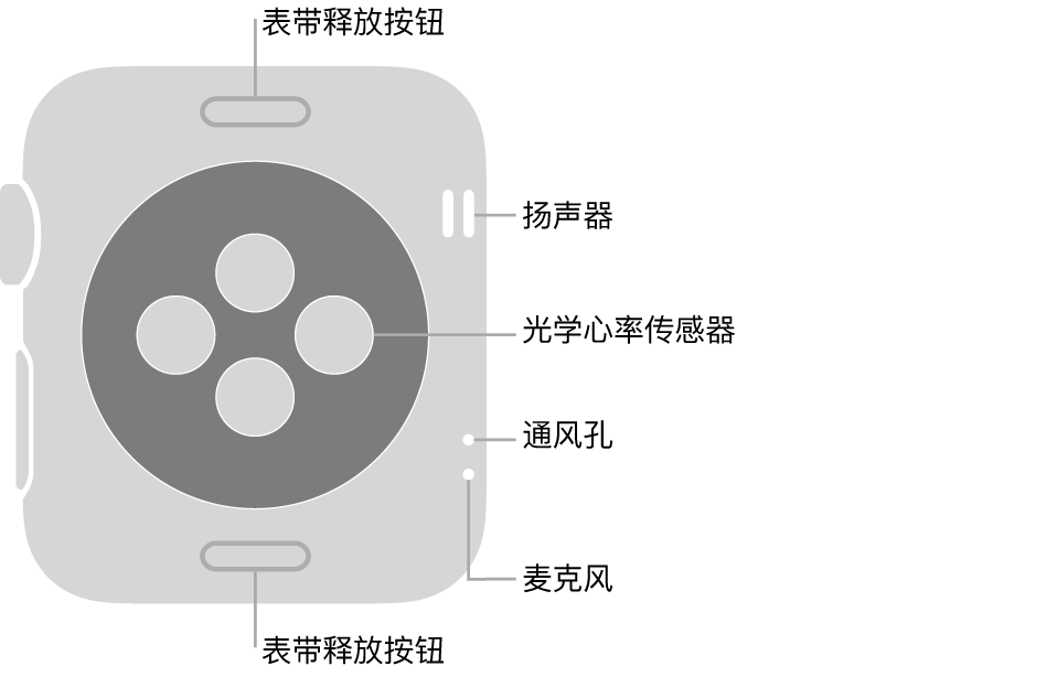Apple Watch Series 3 的背面,顶部和底部是表带释放按钮,中间是光学心率传感器,侧边附近从上到下依次是扬声器、通风孔和麦克风。