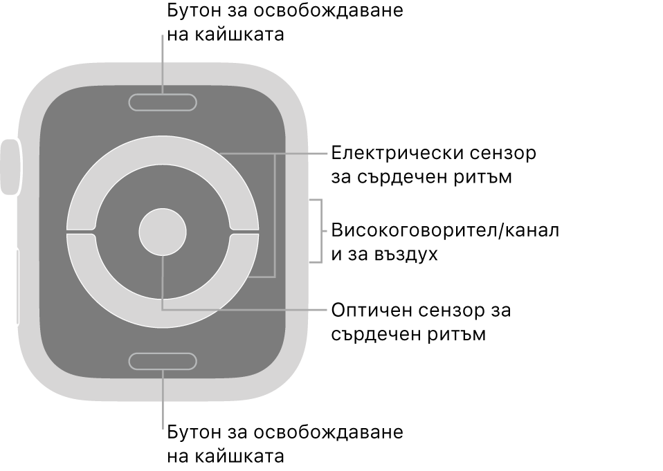 Задната страна на Apple Watch Series 4 и Apple Watch Series 5 с бутоните за освобождаване на каишката горе и долу, оптическите сензори за сърдечен ритъм в средата и говорителя/въздушната клапа встрани.