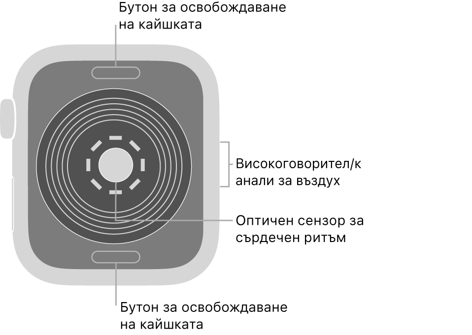 Задната страна на Apple Watch SE с бутоните за освобождаване на каишката горе и долу, оптическия сензор за сърдечен ритъм в средата и говорителя/вентилационния отвор встрани.