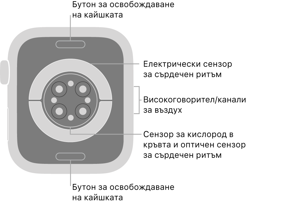 Задната страна на Apple Watch Series 6 с бутоните за освобождаване на каишката горе и долу, електрическите сензори за сърдечен ритъм, оптическите сензори за сърдечен ритъм и сензорите за нивото на кислород в кръвта в средата и говорителя/въздушната клапа встрани.
