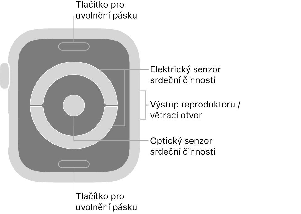 Zadní strana hodinek Apple Watch Series 4 a Apple Watch Series 5: nahoře a dole jsou tlačítka pro uvolnění řemínku, uprostřed elektrická čidla srdeční činnosti a optická čidla srdeční činnosti a na boku je reproduktor a větrací otvor.
