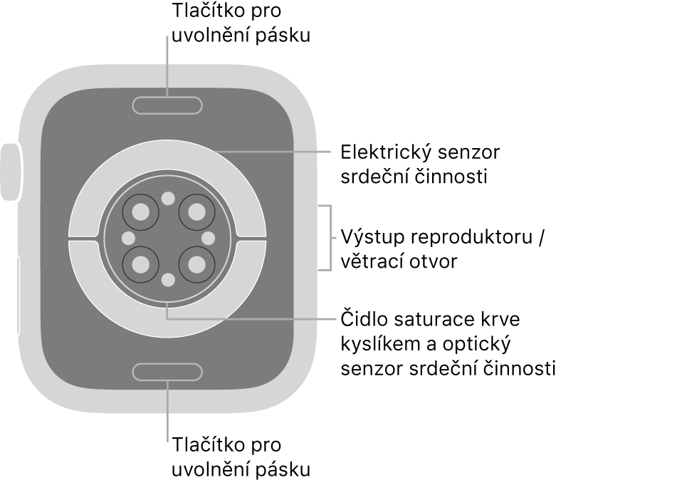 Zadní strana hodinek Apple Watch Series 6: nahoře a dole jsou tlačítka pro uvolnění řemínku, uprostřed elektrická čidla srdeční činnosti, optická čidla srdeční činnosti a čidla pro měření hladiny kyslíku v krvi a na boku je reproduktor a větrací otvor.