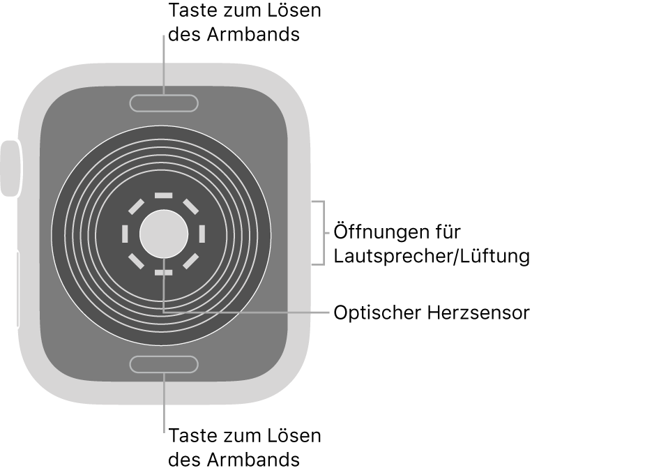 Die Rückseite der Apple Watch SE mit Entriegelungstasten oben und unten, optischem Herzsensor in der Mitte sowie Lautsprecher-/Lüfteröffnungen an der Seite.