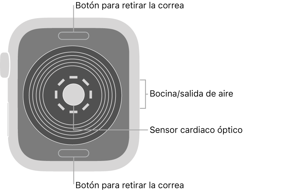 En el reverso del Apple Watch SE se muestran los botones de liberación de correa en la parte superior e inferior; el sensor óptico para medir la frecuencia cardíaca en el centro; y la bocina/ranuras de aire en un lado.