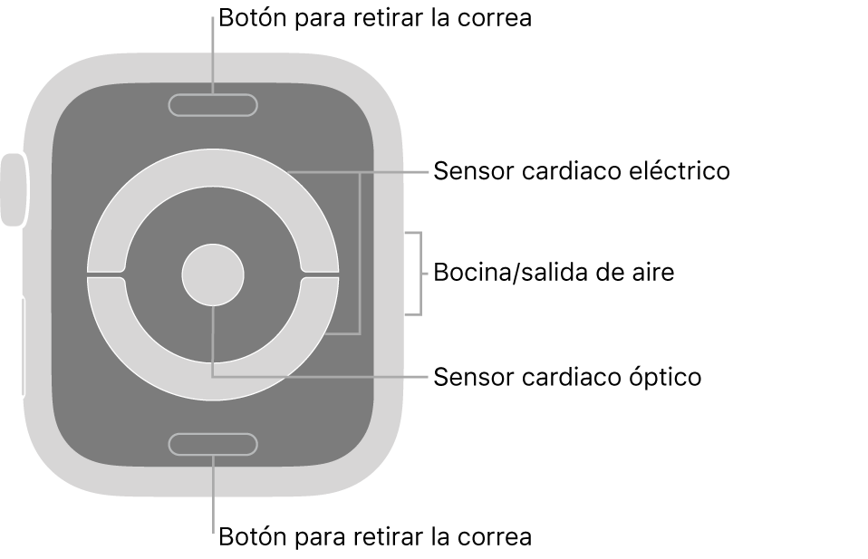 En el reverso del Apple Watch Series 4 y Apple Watch Series 5 se muestran los botones de liberación de correa en la parte superior e inferior; los sensores eléctricos y ópticos para medir la frecuencia cardíaca en el centro; y la bocina/ranuras de aire en un lado del reloj.