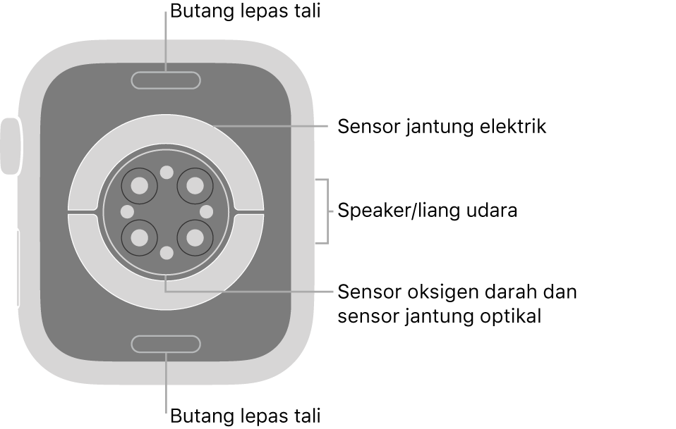 Bahagian belakang Apple Watch Series 6, dengan butang lepaskan tali di atas dan bawah, sensor jantung elektrik, sensor jantung optik dan sensor oksigen darah di tengah serta speaker/liang udara pada bahagian sisi.