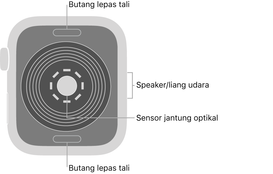 Bahagian belakang Apple Watch SE, dengan butang lepaskan tali di atas dan bawah, sensor jantung optik di tengah serta speaker/liang udara pada bahagian sisi.