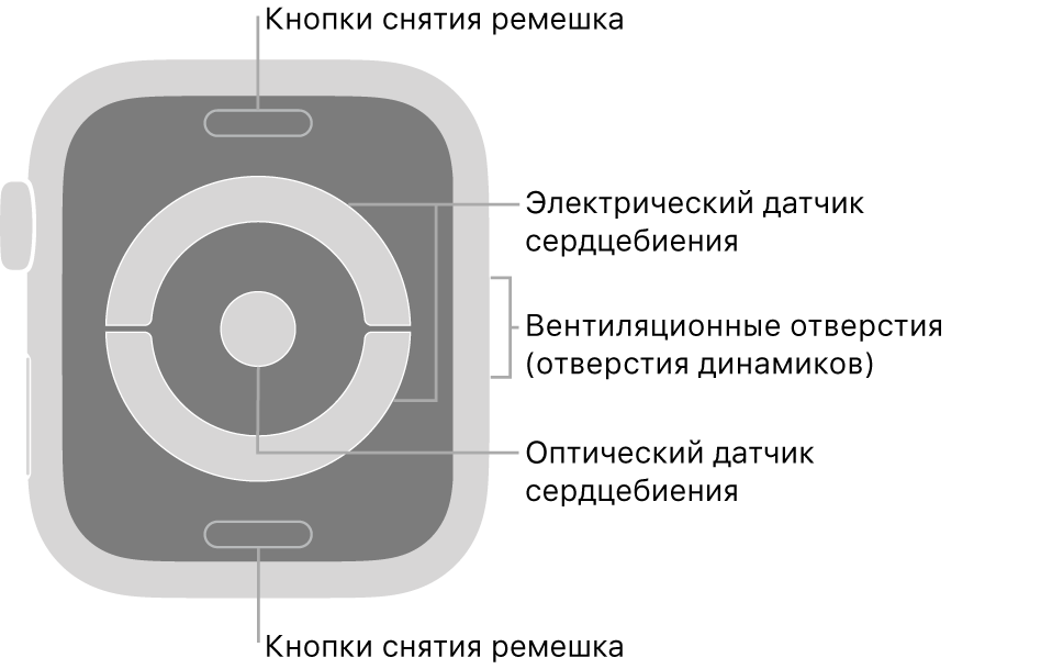 Оборотная сторона Apple Watch Series 4 и Apple Watch Series 5. Показаны кнопки снятия ремешка вверху и внизу, электрические датчики сердцебиения и оптический датчик сердцебиения по центру, а также вентиляционные отверстия (отверстия динамиков) сбоку часов.