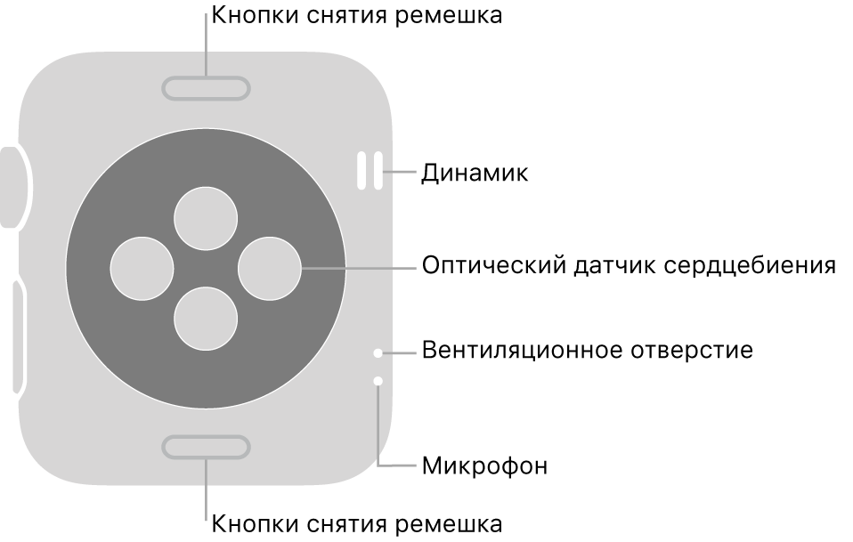 Оборотная сторона Apple Watch Series 3. Показаны кнопки снятия ремешка вверху и внизу, оптические датчики сердцебиения по центру, а также (сверху вниз) динамик, вентиляционное отверстие и микрофон сбоку.