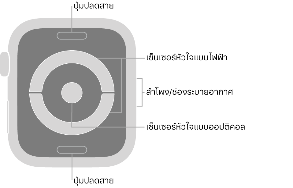 ด้านหลังของ Apple Watch Series 4 และ Apple Watch Series 5 ที่มีปุ่มปลดสายที่ด้านบนสุดและที่ด้านล่างสุด เซ็นเซอร์หัวใจแบบไฟฟ้าและเซ็นเซอร์หัวใจแบบออปติคอลที่ตรงกลาง และลำโพง/ช่องระบายอากาศที่ด้านข้างของนาฬิกา