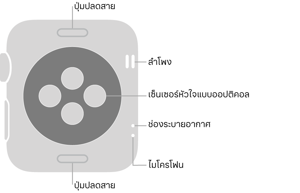 ด้านหลังของ Apple Watch Series 3 ที่มีปุ่มปลดสายที่ด้านบนสุดและที่ด้านล่างสุด เซ็นเซอร์หัวใจแบบออปติคอลที่ตรงกลาง และลำโพง/ช่องระบายอากาศใกล้ๆ กับด้านข้างของนาฬิกาจากด้านบนสุดถึงด้านล่างสุด