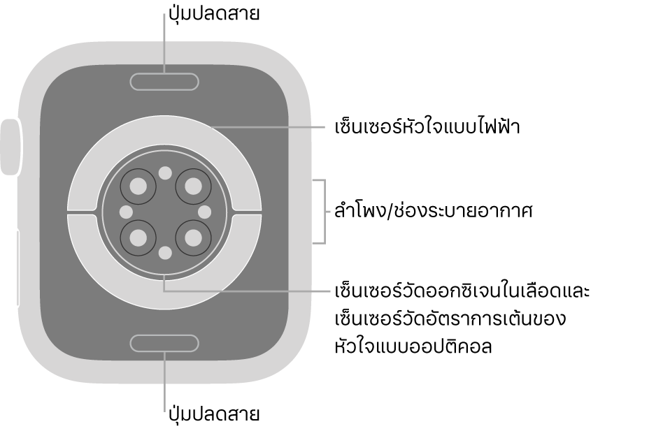 ด้านหลังของ Apple Watch Series 6 ที่มีปุ่มปลดสายที่ด้านบนสุดและที่ด้านล่างสุด เซ็นเซอร์หัวใจแบบไฟฟ้า เซ็นเซอร์หัวใจแบบออปติคอล และเซ็นเซอร์ออกซิเจนในเลือดที่ตรงกลาง และลำโพง/ช่องระบายอากาศที่ด้านข้าง