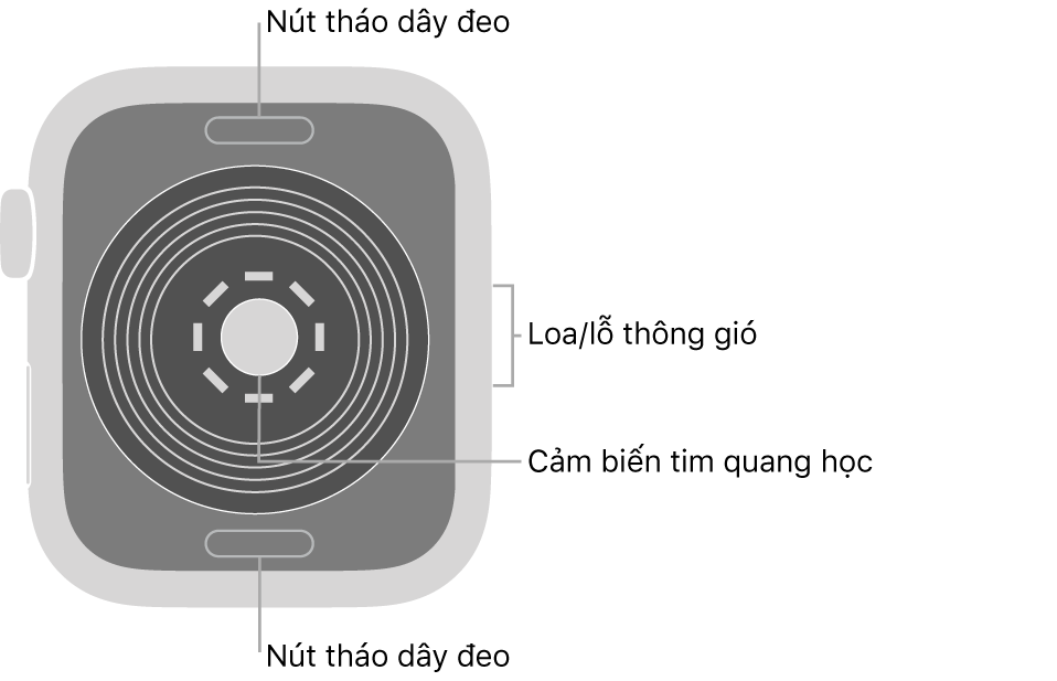 Mặt sau của Apple Watch SE, với các nút tháo dây ở trên cùng và dưới cùng, các cảm biến tim quang học ở giữa và loa/lỗ thông gió trên sườn.