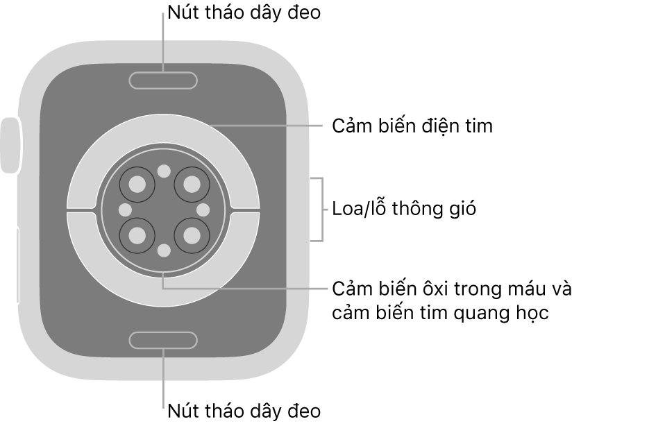 Mặt sau của Apple Watch Series 6, với các nút tháo dây ở trên cùng và dưới cùng, các cảm biến tim điện, các cảm biến tim quang học và các cảm biến ôxi trong máu ở giữa và loa/lỗ thông gió trên sườn.
