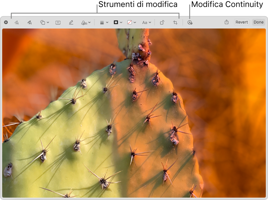 Un’immagine nella finestra Modifica con la barra degli strumenti di Modifica e lo strumento per fare clic e utilizzare Modifica di Continuity su un iPhone o iPad nelle vicinanze.