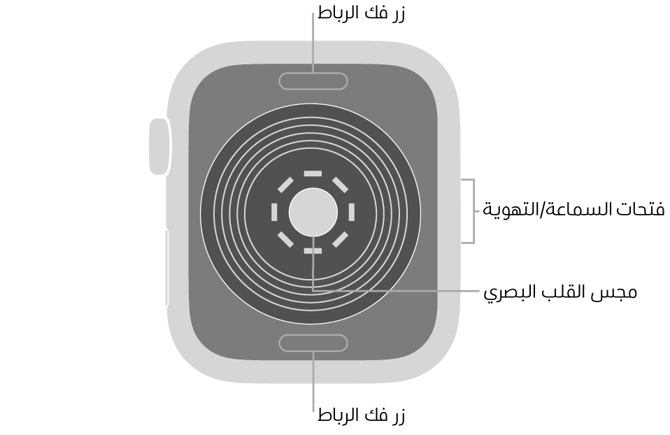 الجزء الخلفي من Apple Watch SE ويظهر به زرا تحرير الرباط في الأعلى والأسفل ومجس القلب الكهربائي في المنتصف وفتحات السماعة/التهوية على الجانب.