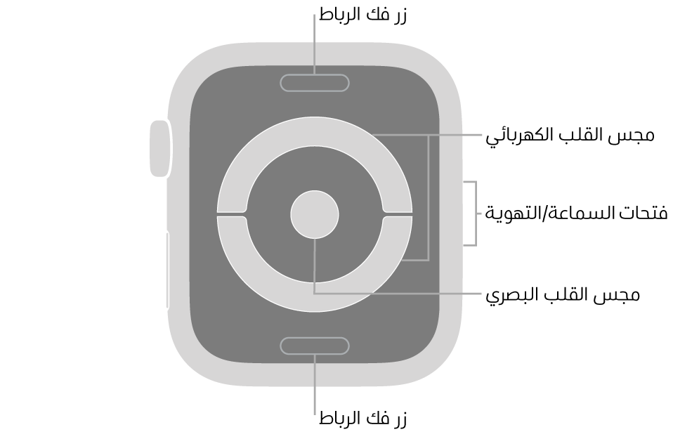 الجزء الخلفي من Apple Watch Series 4 و Apple Watch Series 5 ويظهر به زرا تحرير الرباط في الأعلى والأسفل ومجس القلب الكهربائي ومجس القلب الكهربائي في المنتصف وفتحات السماعة/التهوية على جانب السماعة.