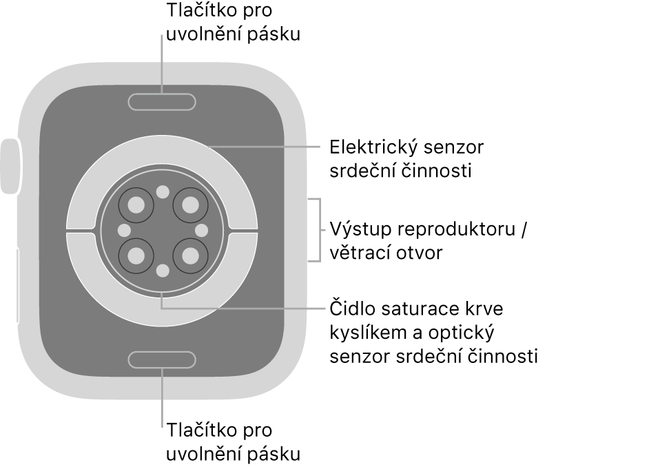 Zadní strana hodinek Apple Watch Series 6: nahoře a dole jsou tlačítka pro uvolnění řemínku, uprostřed elektrická čidla srdeční činnosti, optická čidla srdeční činnosti a čidla pro měření hladiny kyslíku v krvi a na boku je reproduktor a větrací otvor.