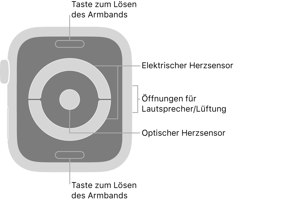Die Rückseite der Apple Watch Series 4 und Apple Watch Series 5 mit Entriegelungstasten oben und unten, elektrischem und optischem Herzsensor in der Mitte sowie Lautsprecher-/Lüfteröffnungen an der Seite.