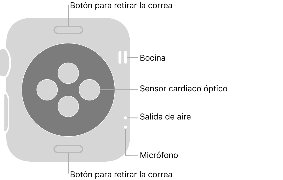 En el reverso del Apple Watch Series 3 se muestran los botones de liberación de correa en la parte superior e inferior; los sensores ópticos para medir la frecuencia cardíaca en el centro; y, en orden descendente, la bocina, la ranura de aire y el micrófono en un lado del reloj.