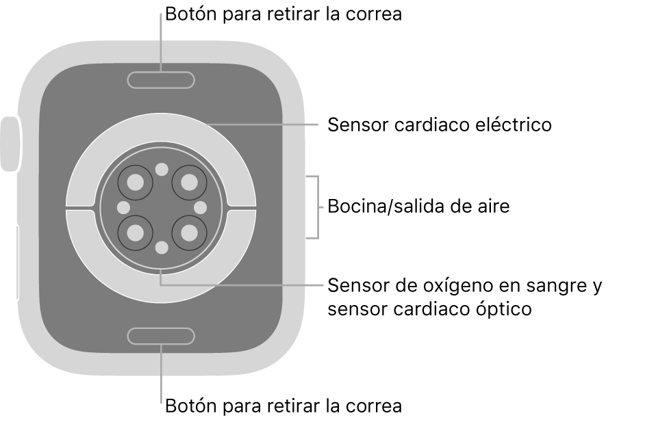 En el reverso del Apple Watch Series 6 se muestran los botones de liberación de correa en la parte superior e inferior; los sensores eléctricos y ópticos para medir la frecuencia cardíaca y los sensores para medir los niveles de oxígeno en la sangre en el centro; y la bocina/ranuras de aire en un lado.