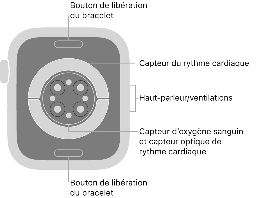 Le dos de l’Apple Watch Series 6, avec les boutons de retrait du bracelet en haut et en bas, les capteurs de rythme cardiaque électriques et les capteurs d’oxygène sanguin au centre, puis le haut-parleur et les évents sur le côté.