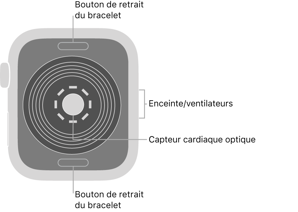 L’arrière de l’Apple Watch SE, avec les boutons de retrait du bracelet en haut et en bas, le capteur optique de fréquence cardiaque au milieu, ainsi que le haut-parleur et les aérations sur le côté.