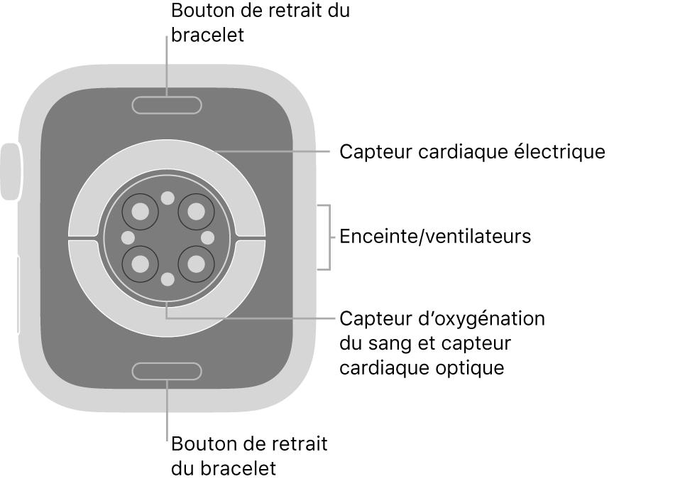 L’arrière de l’Apple Watch Series 6, avec les boutons de retrait du bracelet en haut et en bas, les capteurs électriques de fréquence cardiaque, les capteurs optiques de fréquence cardiaque et les capteurs d’oxygénation du sang au milieu, ainsi que le haut-parleur et les aérations sur le côté.