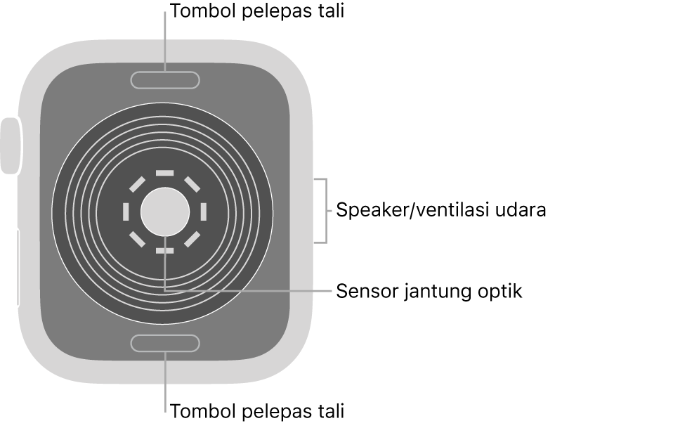 Bagian belakang Apple Watch SE, dengan tombol pelepas tali di bagian atas dan bawah, sensor jantung optik di bagian tengah, dan speaker/ventilasi udara di bagian samping.