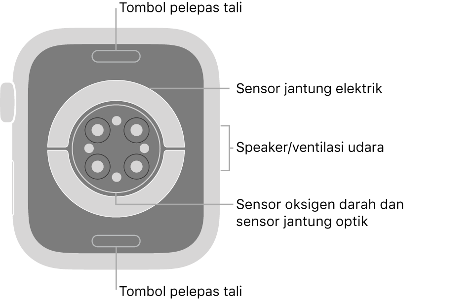 Bagian belakang Apple Watch Series 6, dengan tombol pelepas tali di bagian atas dan bawah, sensor jantung elektrik, sensor jantung optik, dan sensor oksigen darah di bagian tengah, dan speaker/ventilasi udara di bagian samping.