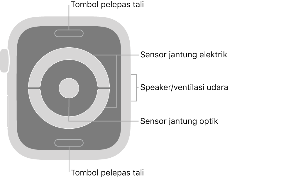 Bagian belakang Apple Watch Series 4 dan Apple Watch Series 5, dengan tombol pelepas tali di bagian atas dan bawah, sensor jantung elektrik dan sensor jantung optik di bagian tengah, dan speaker/ventilasi udara di bagian samping jam.