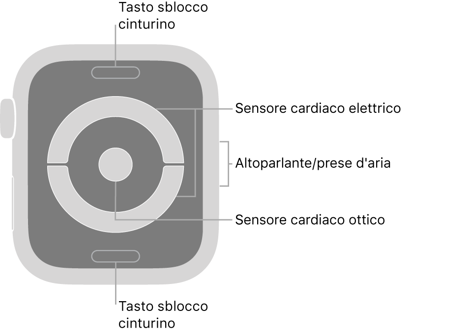 La parte posteriore di Apple Watch Series 4 e Apple Watch Series 5, con i pulsanti di sblocco del cinturino in alto e in basso, i sensori elettrici per il cuore e i sensori ottici per il cuore in mezzo, e l’altoparlante e i condotti di ventilazione sul lato dell’orologio.