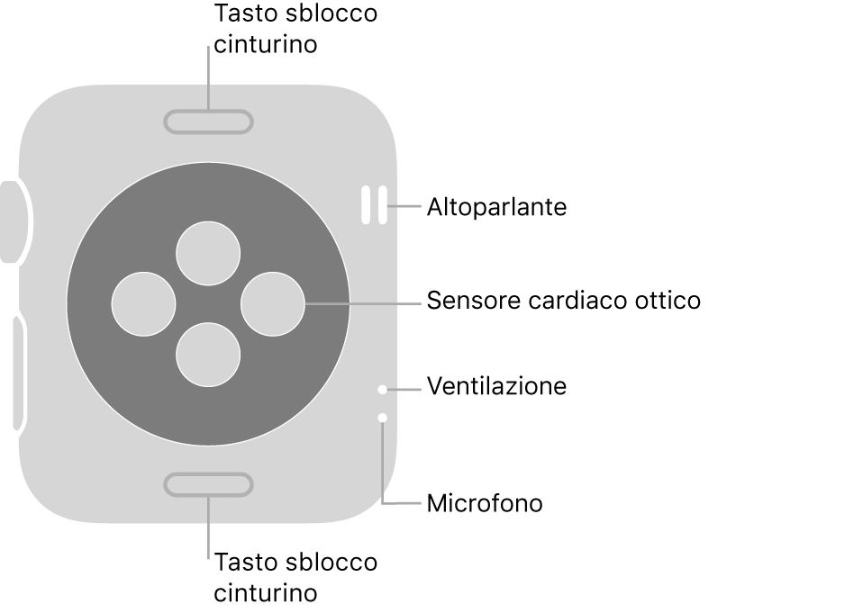La parte posteriore di Apple Watch Series 3, con i pulsanti di sblocco del cinturino in alto e in basso, i sensori ottici per il cuore in mezzo, e l’altoparlante, i condotti di ventilazione e il microfono dall'alto in basso vicino al lato.