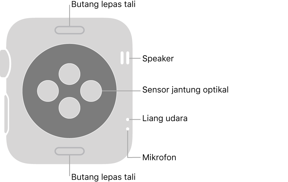 Bahagian belakang Apple Watch Series 3, dengan butang lepaskan tali di atas dan bawah, sensor jantung optik di tengah serta speaker, liang udara dan mikrofon dari atas ke bawah berdekatan bahagian sisi.