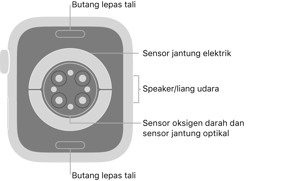 Bahagian belakang Apple Watch Series 6, dengan butang lepaskan tali di atas dan bawah, sensor jantung elektrik, sensor jantung optik dan sensor oksigen darah di tengah serta speaker/liang udara pada bahagian sisi.