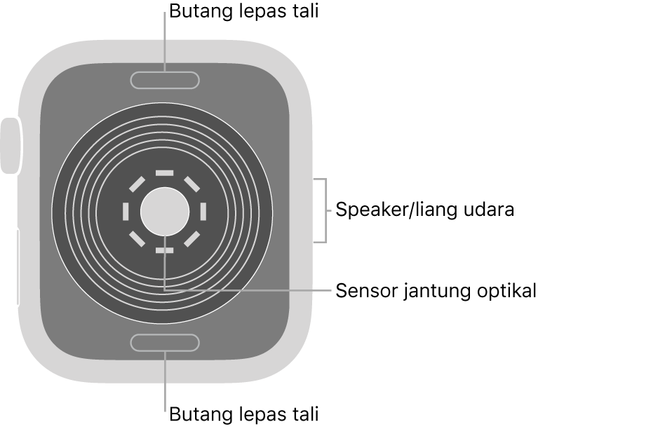 Bahagian belakang Apple Watch SE, dengan butang lepaskan tali di atas dan bawah, sensor jantung optik di tengah serta speaker/liang udara pada bahagian sisi.