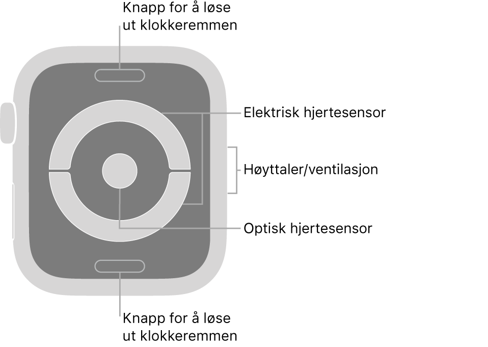 Baksiden av Apple Watch Series 4 og Apple Watch Series 5, med remutløserknappene øverst og nederst, de elektriske pulssensorene og den optiske pulssensoren i midten og høyttaleren/luftventilene på siden av klokken.