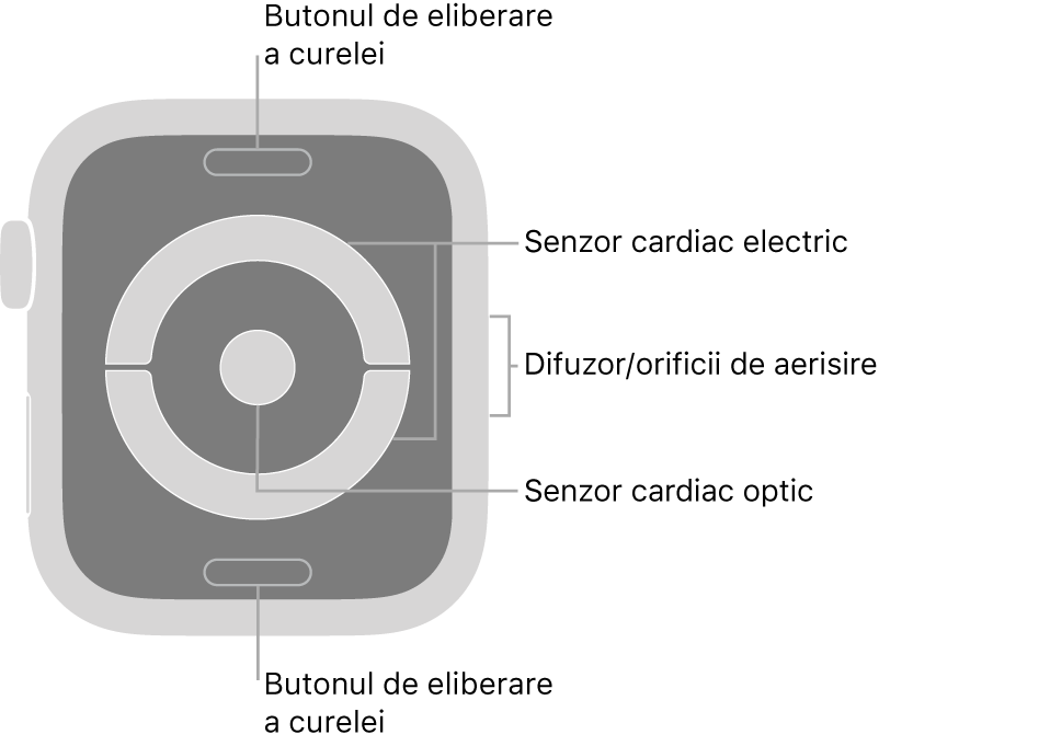 Spatele modelelor Apple Watch Series 4 și Apple Watch Series 5, cu butoanele de eliberare a brățării în partea de sus și de jos, senzorii cardiaci electrici și senzorul cardiac optic în mijloc și difuzorul/orificiile de ventilare pe partea laterală a Watch‑ului.