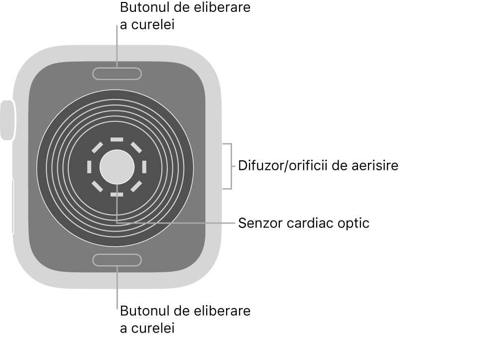 Spatele dispozitivului Apple Watch SE, cu butoanele de eliberare a brățării în partea de sus și de jos, senzorul cardiac optic în mijloc și difuzorul/orificiile de ventilare pe partea laterală.
