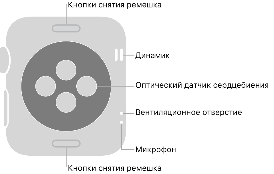Оборотная сторона Apple Watch Series 3. Показаны кнопки снятия ремешка вверху и внизу, оптические датчики сердцебиения по центру, а также (сверху вниз) динамик, вентиляционное отверстие и микрофон сбоку.