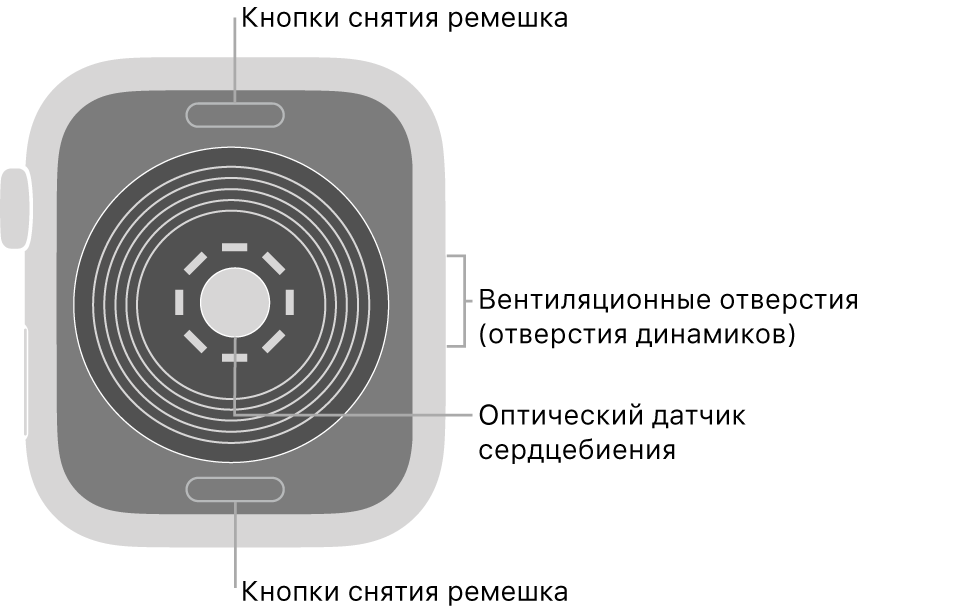 Оборотная сторона Apple Watch SE. Показаны кнопки снятия ремешка вверху и внизу, оптический пульсометр в центре, а также вентиляционные отверстия (отверстия динамиков) сбоку.