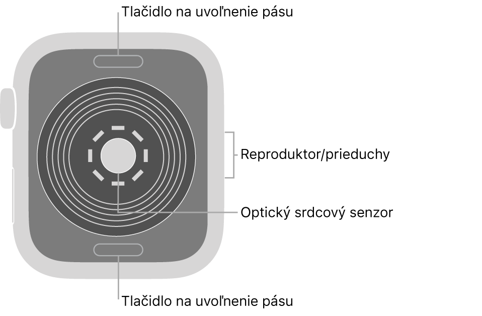 Zadná strana hodiniek Apple Watch SE. Navrchu a naspodku sa nachádzajú tlačidlá na uvoľnenie pásu. V strede je umiestnený optický srdcový senzor a naboku reproduktor/prieduchy.