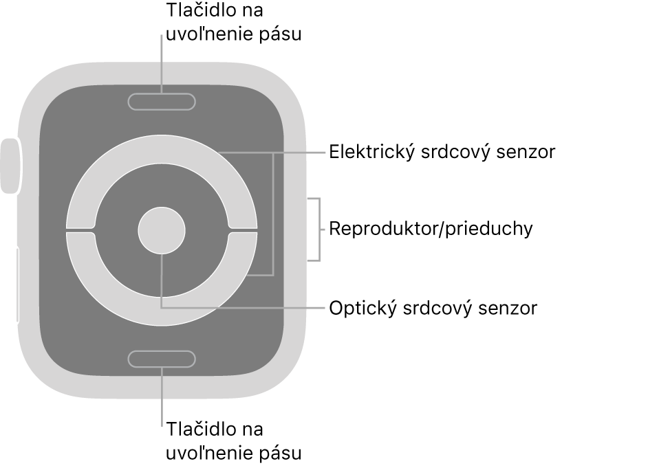 Zadná strana hodiniek Apple Watch Series 4 a Apple Watch Series 5. Navrchu a naspodku sa nachádzajú tlačidlá na uvoľnenie pásu. V strede sú umiestnené elektrické srdcové senzory a optický srdcový senzor a naboku reproduktor/prieduchy.