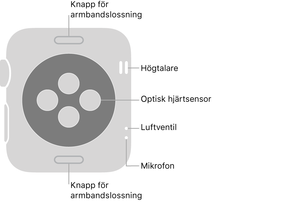 Baksidan på Apple Watch Series 3 med knapparna för armbandslossning högst upp och längst ned, de optiska hjärtsensorerna i mitten och högtalaren, luftventil och mikrofon uppifrån och ned nära sidan.