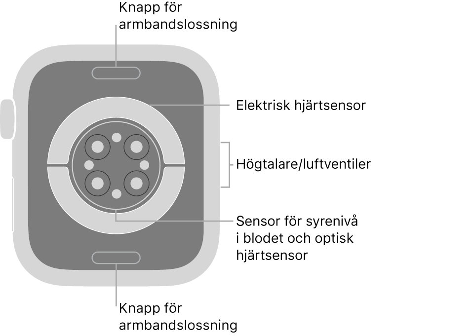 Baksidan på Apple Watch Series 6 med knapparna för armbandslossning högst upp och längst ned, de elektriska hjärtsensorerna, optiska hjärtsensorerna och sensorerna för syrenivån i blodet i mitten och högtalaren/luftventiler på sidan.