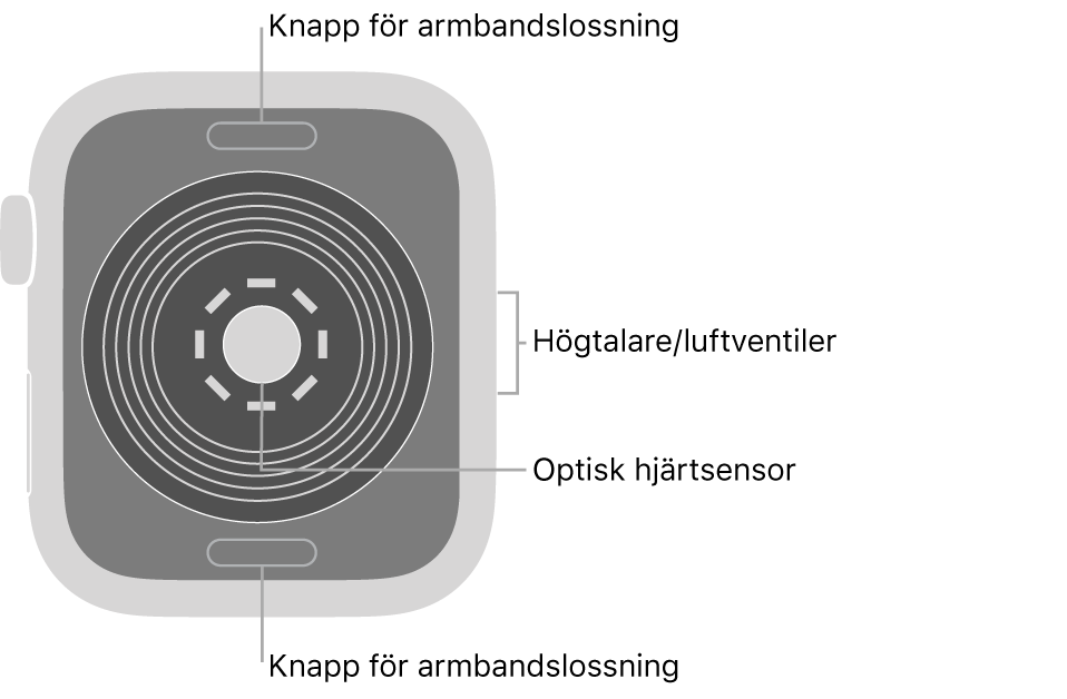 Baksidan på Apple Watch SE med knapparna för armbandslossning högst upp och längst ned, den optiska hjärtsensorn i mitten och högtalaren/luftventiler på sidan.