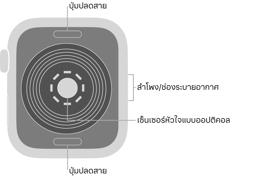 ด้านหลังของ Apple Watch SE ที่มีปุ่มปลดสายที่ด้านบนสุดและที่ด้านล่างสุด เซ็นเซอร์หัวใจแบบออปติคอลที่ตรงกลาง และลำโพง/ช่องระบายอากาศที่ด้านข้าง