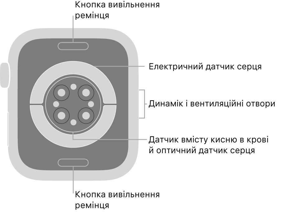 Задня панель Apple Watch Series 6 із кнопками вивільнення ремінця вгорі та внизу, електричними датчиками серця, оптичними датчиками серця й датчиками рівня кисню в крові посередині, а також динаміком/вентиляційними отворами збоку.