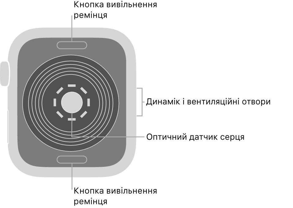 Задня панель Apple Watch SE із кнопками вивільнення ремінця вгорі та внизу, оптичним датчиком серця посередині, а також динаміком/вентиляційними отворами збоку.